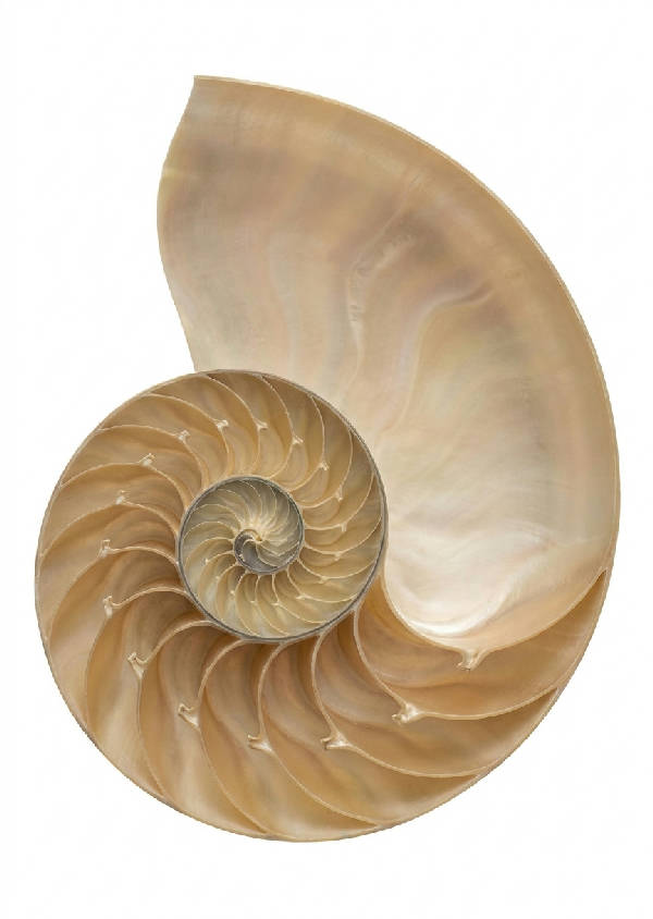 Konstnärlig bild av ett halverat nautilusskal som avslöjar en logaritmisk spiral i varma beige och krämfärger