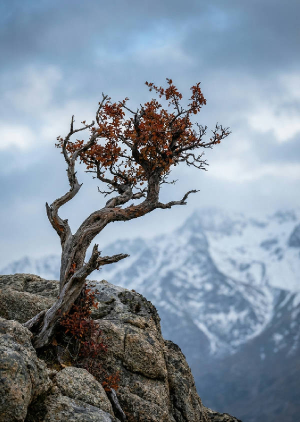 Närbild av ett enstaka vridet alpträd som klamrar sig fast vid en klippig utskjutning, med suddiga berg i bakgrunden i dova höstfärger.