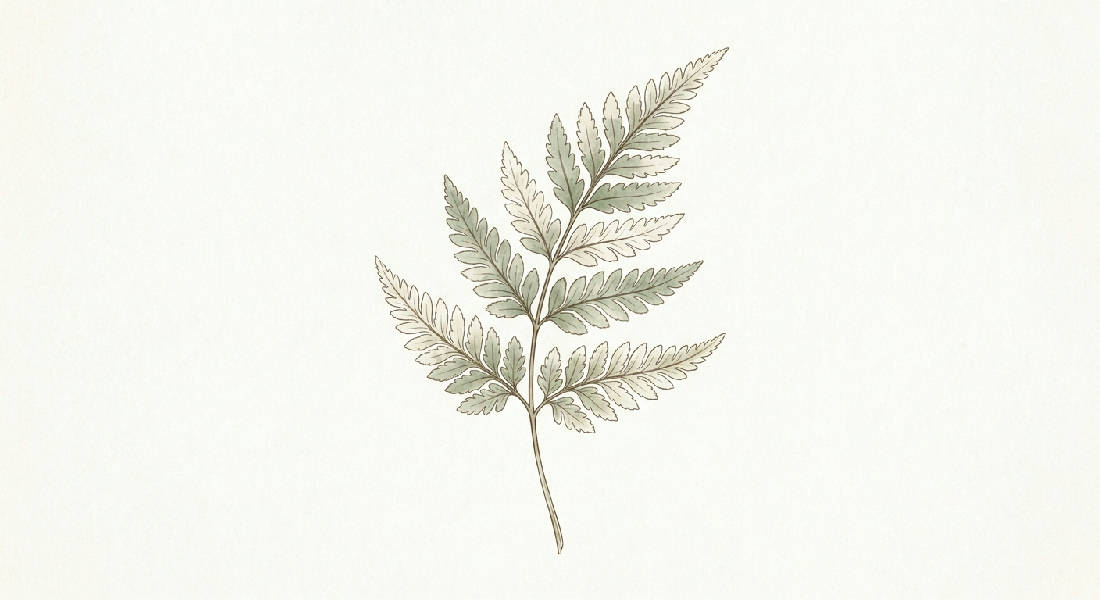 En detaljerad vintage botanisk illustration av en vild ormbunkskvist med delikata salviagröna och sepiatoner mot en benvit bakgrund, presenterad i stående format.