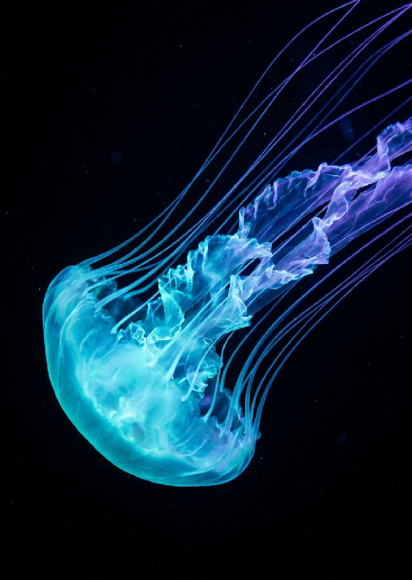 Makrobild av bioluminescent manet, neon-cyan och elektrisk-violett glöd mot mörker, svepande tentakler.