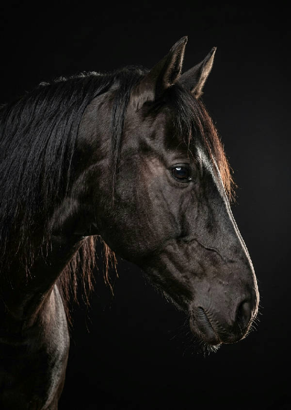 Närbild i svartvitt på ett hästhuvud med fokus på djurets vänliga ögon och manens struktur, fotograferat framifrån