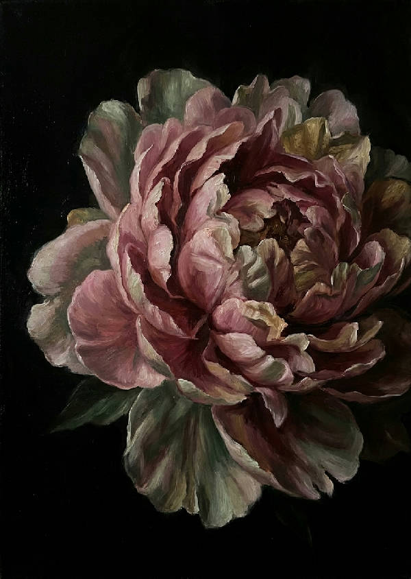 Dramatisk oljemålning i holländsk guldålder-stil av en överdimensionerad, djupt rosa pion som blommar, med extrem chiaroscuro-belysning mot en becksvart bakgrund.