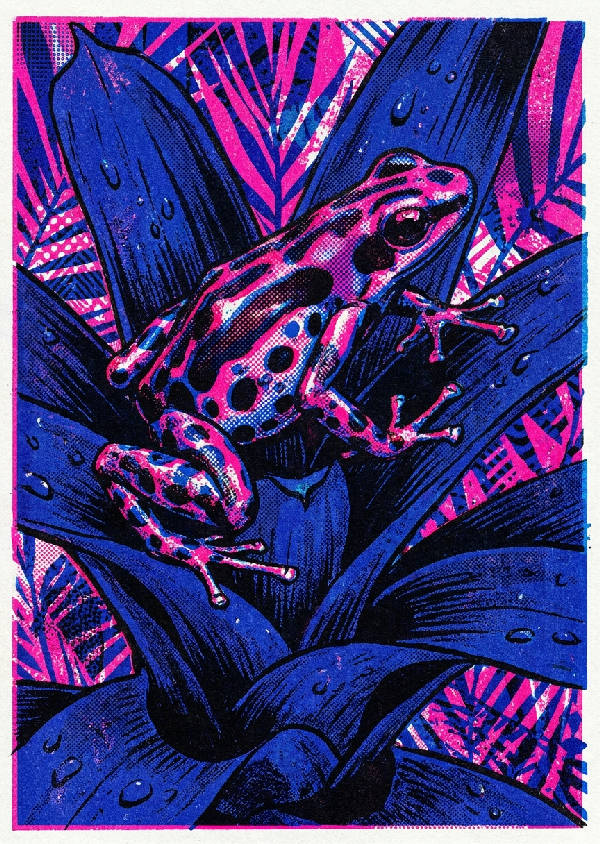 Djärv risografisk illustration av en neonrosa pilgiftsgroda på ett stort tropiskt bromeliablad med koboltblå och svarta detaljer.