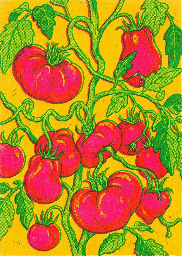 Surrealistiskt risografitryck av en slingrande tomatplanta med röda tomater och gröna blad mot en gul bakgrund med synlig grynig textur.