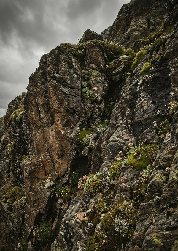 Detaljerad närbild av en bergssida med mjukt ljus som framhäver stenens texturer och spridda alpina växter